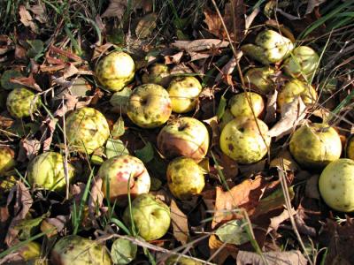 Windfall Apples