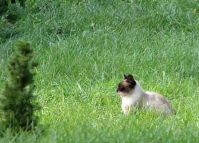 Smug Siamese