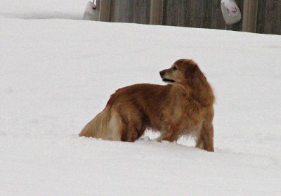 Golden in the Snow