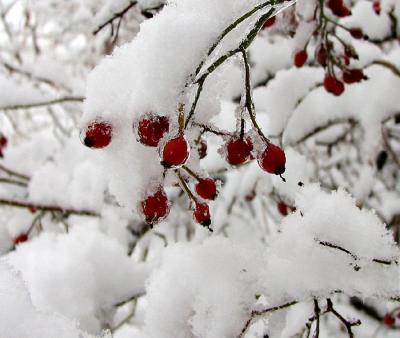 Berries Under Ice and Snow