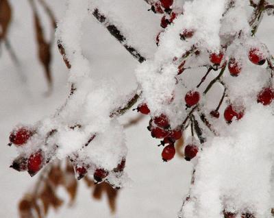 Snowy Berries