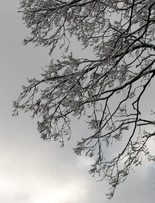 Branches Against the Sky