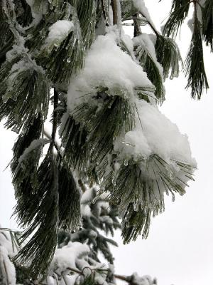 Pine Under Snow