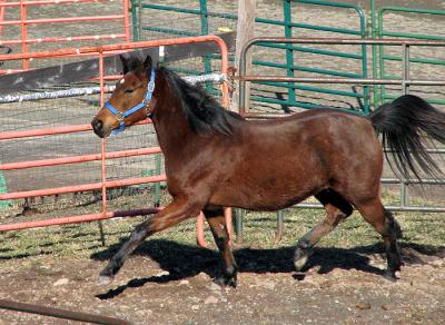 g3/13/583713/3/56788881.NoelleTrotting.jpg