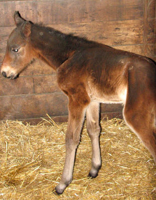 g3/13/583713/3/57378306.DayOldFoal.jpg