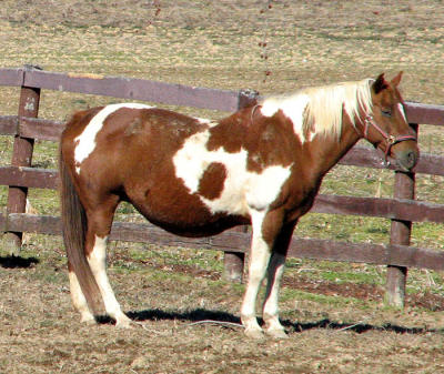 Hanover Horses