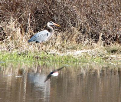 g3/13/583713/3/58363753.GreatBlueHeron.jpg