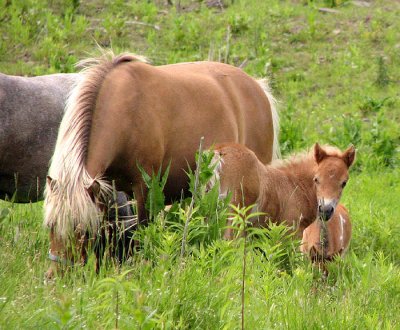 Silver Dapple Bay Mare and Her Foal