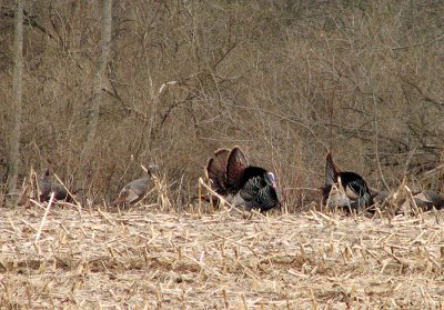 Gobblers Displaying