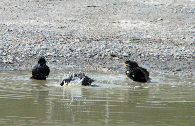 Starlings in a Puddle