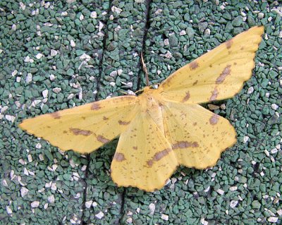 Crocus Geometer Moth