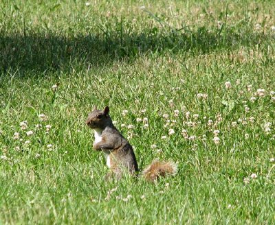 Grey Squirrel in the Grass