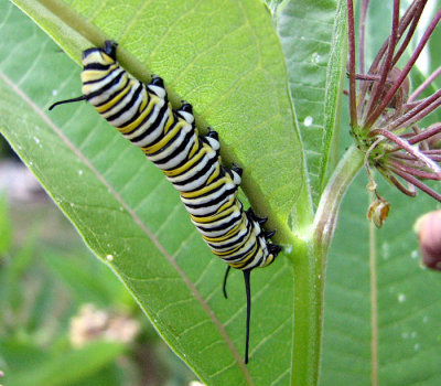 Monarch Caterpillar