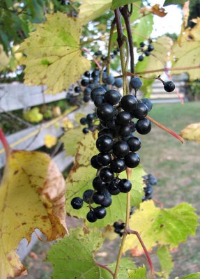 Wild Grapes