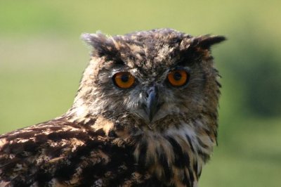 Eagle Owl.JPG