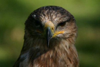 Tawny Eagle.JPG