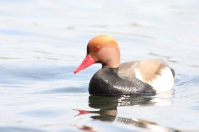 Red-crested Pochard.JPG