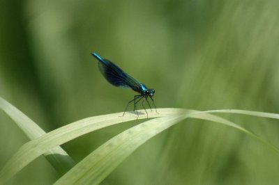 Banded Demoiselle.JPG