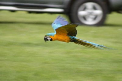 Blue & Gold Macaw.JPG
