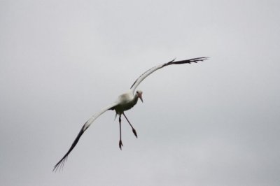 White Stork.JPG