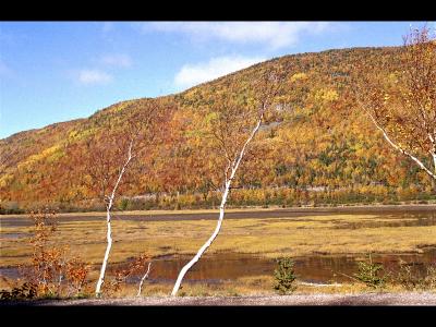 Birch Portrait-Cabot Trail