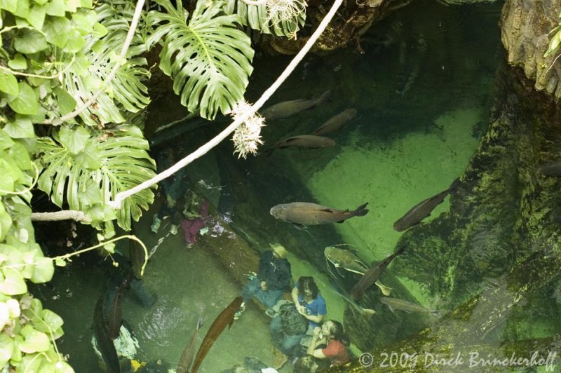 Looking down through the Rain Forest and its stream