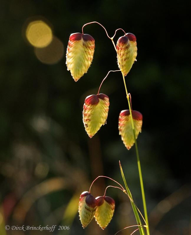 Rattlesnake Grass