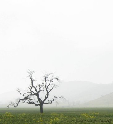 20090418 Tierra Bella  004-2.jpg