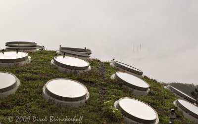 Part of the Living Roof above the Rain Forest
