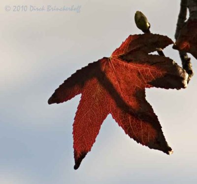 Fall's Leaf and Spring's Bud