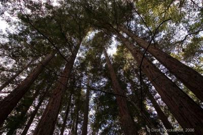 TreesConverging.jpg