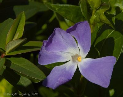 PurpleFlowerRedone.jpg