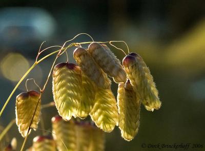 Clustered Lanterns