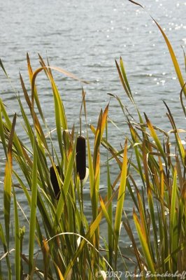 044Cattails.jpg