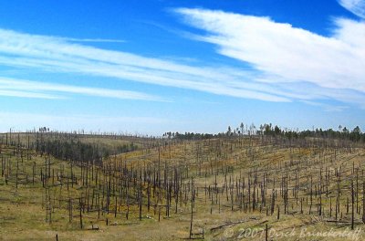 IMG_0472 BurnedHillsTest