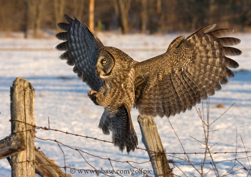 Great Gray Owl