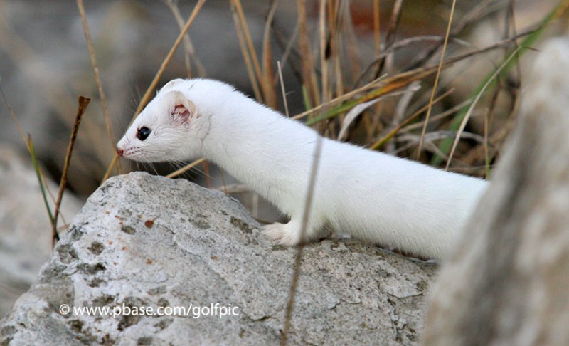 Short-tailed Weasel.  
