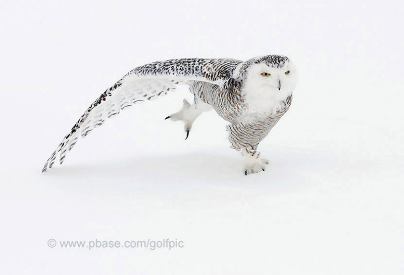 Snowy Owl stretch