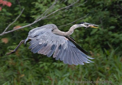 Great Blue Heron with catfish