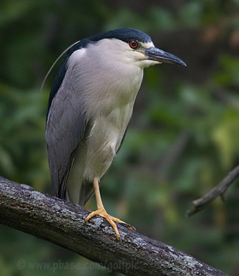 Black-crowned Night Heron