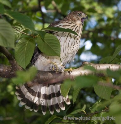 Coopers Hawk with small bird