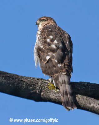 Coopers Hawk