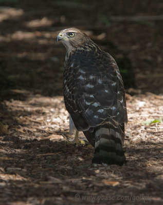 Coopers Hawk into the light