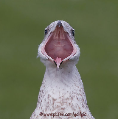 Ring-billed Gull