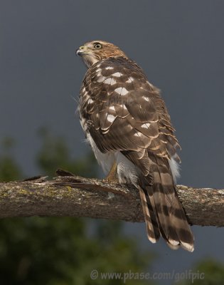 Coopers Hawk