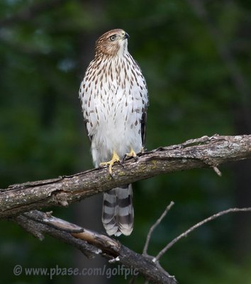 Coopers Hawk