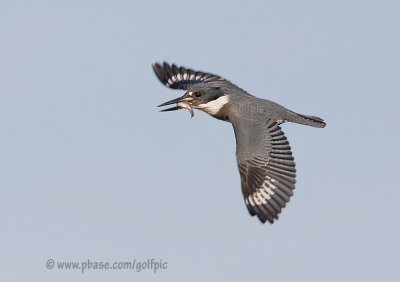 Kingfisher with fish