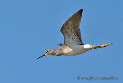 Lesser Yellowleg in flight