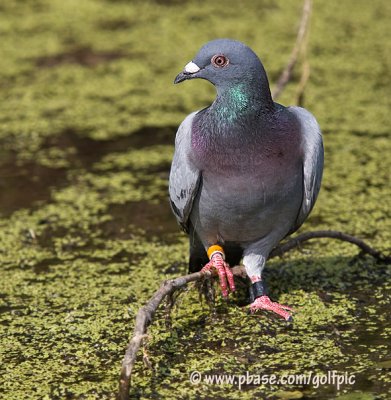 Racing Pigeon