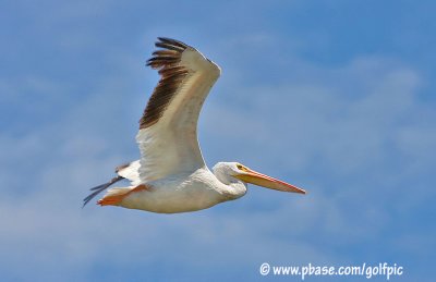 American White Pelican